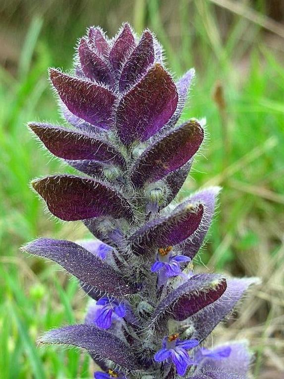 Ajuga pyramidalis / Iva piramidale